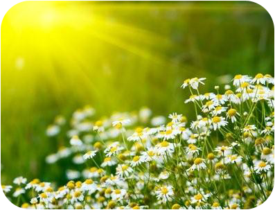 Gänseblümchen im Sonnenlicht