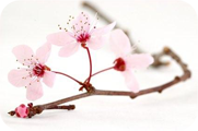 Kirschblüte